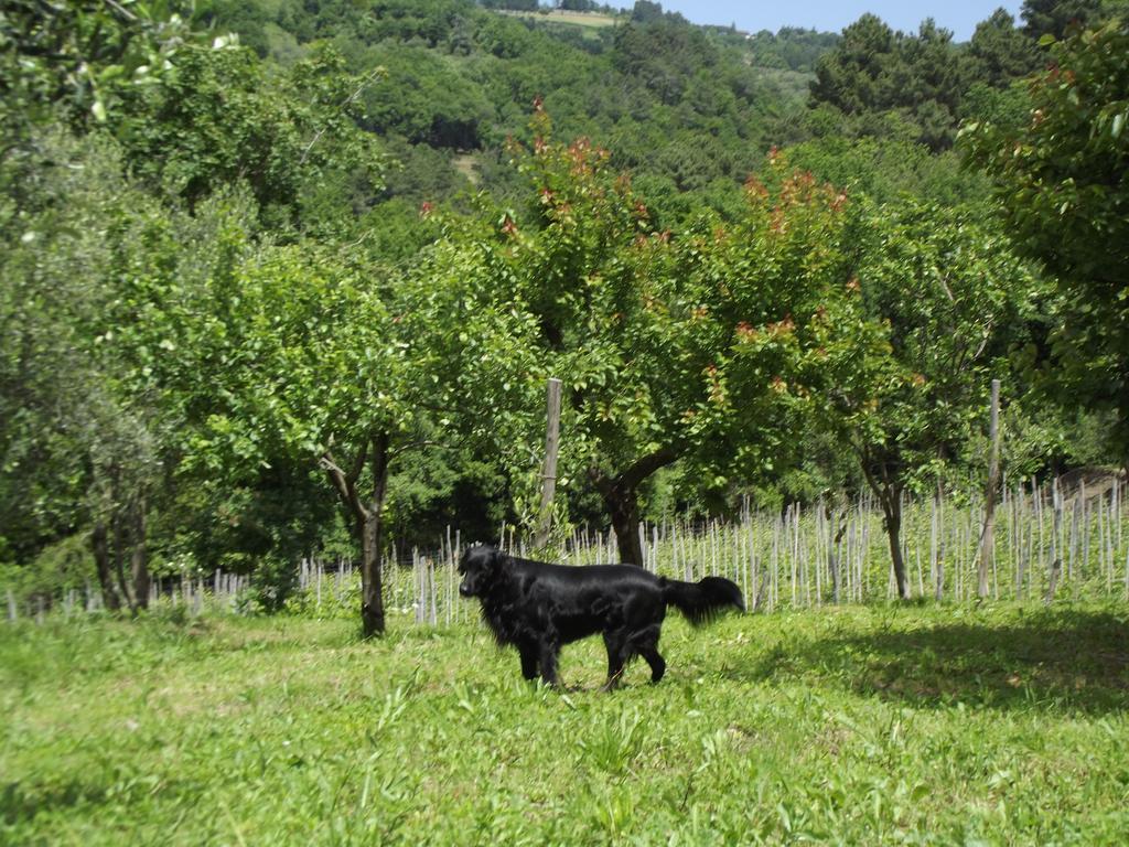 Agriturismo Brasino Fosdinovo Zimmer foto